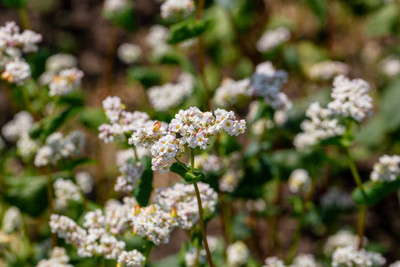 Plantzone gypsophila flower Seed(100 per packet)