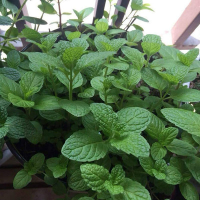 CYBEXIS Lemon Hummingbird Mint Mentha spicata Herb700 Seeds Seed(700 per packet)