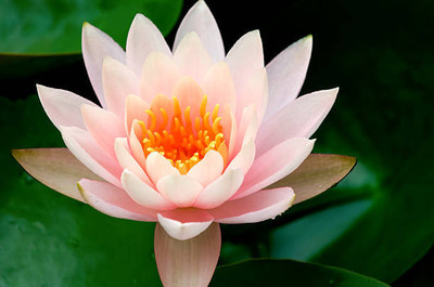 Nbtools lotus,kamal gatta Seed(14 per packet)