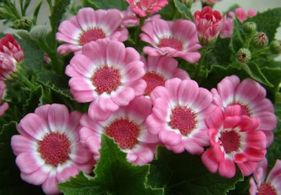 Epazo Cineraria Starlet Hybrid Flower Seed(40 per packet)