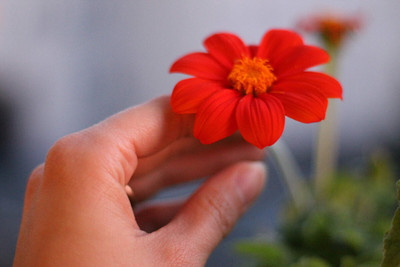 Quentova Tithonia rotundifolia 'Torch'-UK-9D Seed(75 per packet)