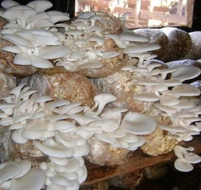 Arko Oyster Mushroom Spawn/Seeds 200g Seed(400 g)