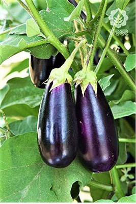 CYBEXIS NDIR-34 - Hybrid Brinjal VNR-212 - (150 Seeds) Seed(150 per packet)