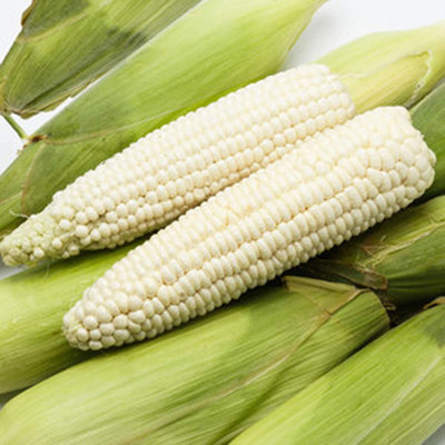 CYBEXIS Good Germination White-Corn Seeds2000 Seeds Seed(2000 per packet)