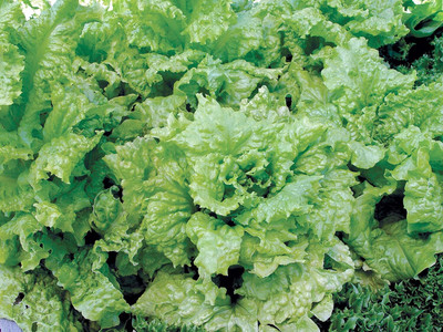 Qualtivate PUAS-7A Black Seeded Simpson Lettuce Seeds Seed(300 per packet)