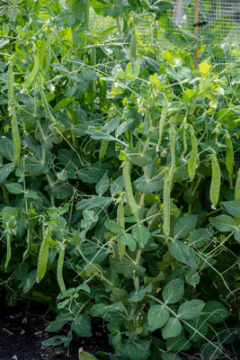 Flipkart SmartBuy Beans Seed(25 per packet)
