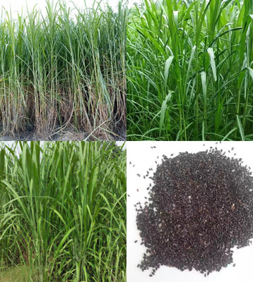 ibains Napier grass seeds for cow beez 503 Seed(503 per packet)