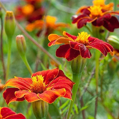 VibeX HUA-82 - Linnaeus Burning Embers Marigold - (2250 Seeds) Seed(2250 per packet)