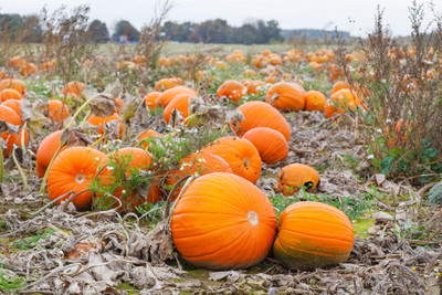 the green dotcom Sweet Pumpkin Seeds For Gardening Seed(100 per packet)
