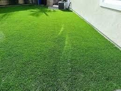 BDSresolve planting bermuda grass from seed pack of 4700 Seed(4700 per packet)