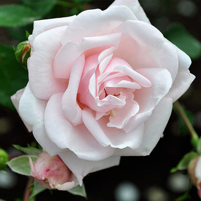CYBEXIS LX-13 - Climbing Rose - White Roses - (100 Seeds) Seed(100 per packet)