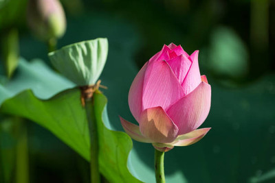 NV LIVE lotus,kamal gatta Seed(11 per packet)