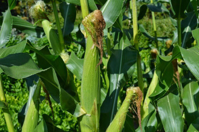 LPR SWEET CORN Seed(20 per packet)