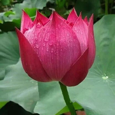 NurseryFriends Lotus, Kamal Seed(8 per packet)