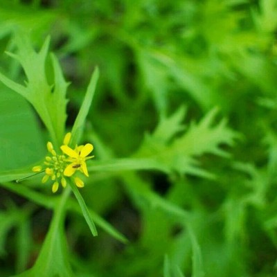 CYBEXIS Easy Plant Brassica Juncea Seeds for Garden Green2000 Seeds Seed(2000 per packet)