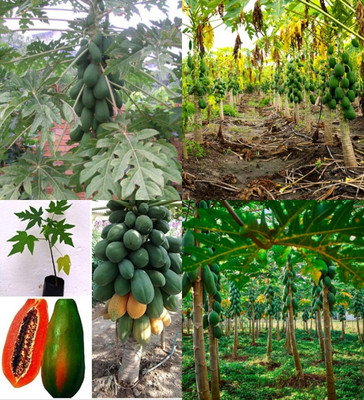 ibains East west papaya seeds hybrid bej 340 Seed(340 per packet)