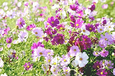 Mozette Exotic comos Seed(29 per packet)