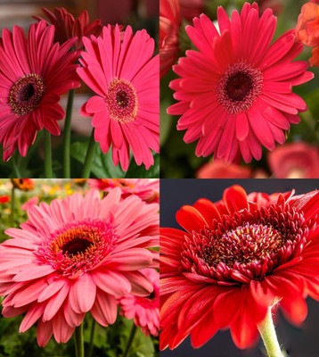 ibains Gerbera daisy flower seeds beez 23 Seed(23 per packet)