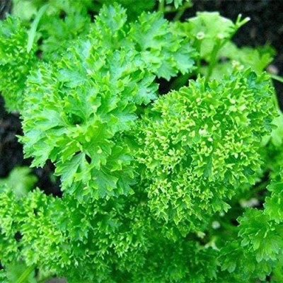 VibeX ® XLR-144 Curly-Leaf Parsley Paramount Green Seed(500 per packet)