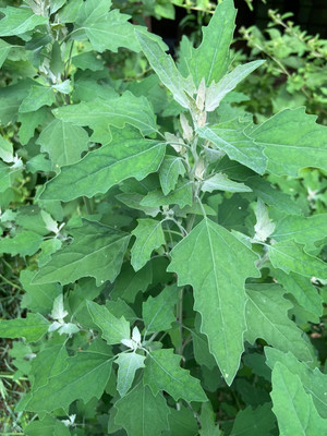 RISTO Chenopodium BATHUA Seed(220 per packet)