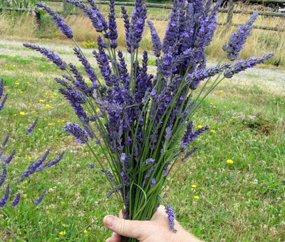 CYBEXIS GUA-83 - French Lavender Herb - (2250 Seeds) Seed(2250 per packet)