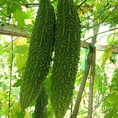 CRGO KARELA , BITTERGOURD Seed(80 per packet)