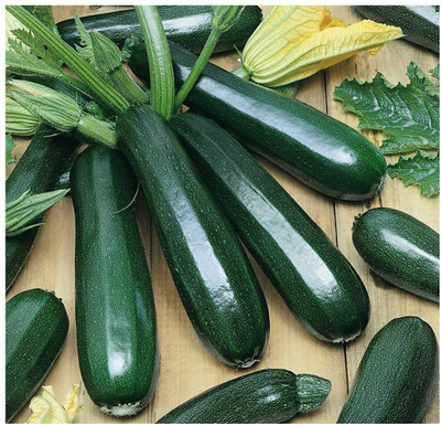 Qualtivate HUA-2A Zucchini Squash Green Hybrid Seeds Seed(30 per packet)