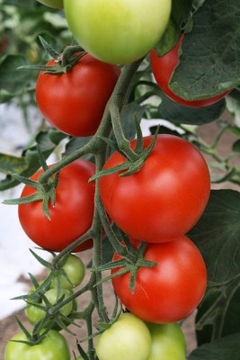 SONIRO tomato Seed(130 per packet)