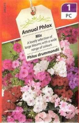 CYBEXIS Dwarf Annual Phlox Mix Seed(50 per packet)