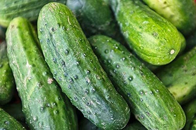 WHYGI Cucumber Seeds | Non-GMO | Fresh Garden Seeds-CuC_124 Seed(50 per packet)