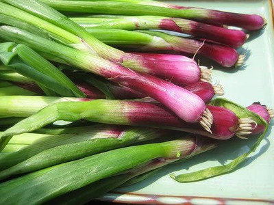 CYBEXIS RED TOGA Salad Onion Seeds1000 Seeds Seed(1000 per packet)