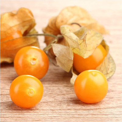 WILLVINE Non-GMO HybridGround Cherry Tomatillo (Physalis pruinosa)-2500 Seeds Seed(2500 per packet)