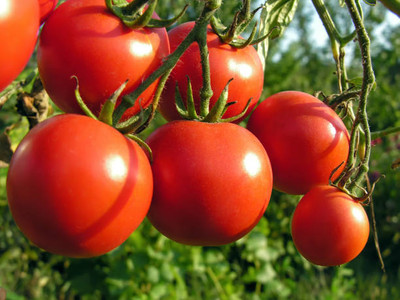 WANCY tomato Seed(70 per packet)