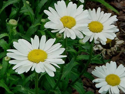 VibeX LX-98 - Shasta Daisy Perennial (white) - (540 Seeds) Seed(540 per packet)