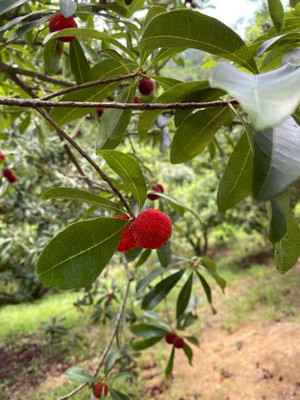 MAA LITCHI,LICHEE,LYCHEE Seed(10 per packet)