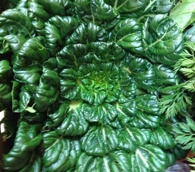 KNESSiN Cabbage Chinese Tatsoi Seed(200 per packet)