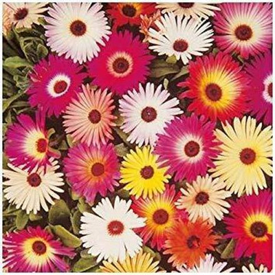 Aywal Gaillardia Seed(10 per packet)