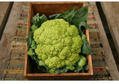 CYBEXIS Green Harmony Cauliflower Variety2000 Seeds Seed(2000 per packet)