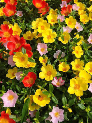 Seedsqlty Portulaca flower seeds hybrid, high germination (10 seeds) Seed(10 per packet)