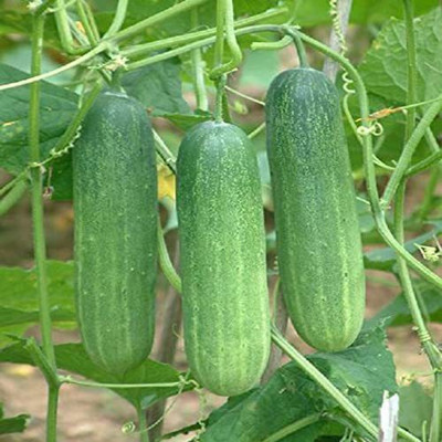 VibeX ® LXI-717 CUCUMBER AGRI SALAD SEEDS Seed(200 per packet)