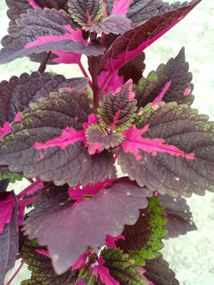 KANAYA Coleus Rainbow Mix Color Flower Seed(10 per packet)