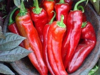 KNESSiN Fast Growing Mama Mia Rosso Pepper Seeds for Home Gardening-(1200 Seeds) Seed(1200 per packet)