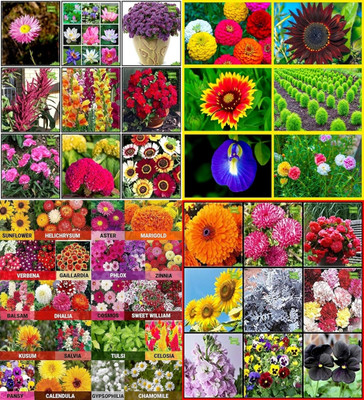 ibains Flower seeds for winter beez 201 Seed(201 per packet)