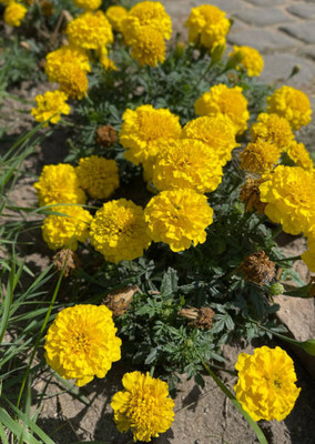 AZOLLA marigold/gende ka phool flower seeds Seed(75 per packet)