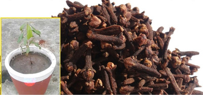Qualtivate TLX-9 Clove Tree Seeds Seed(50 per packet)