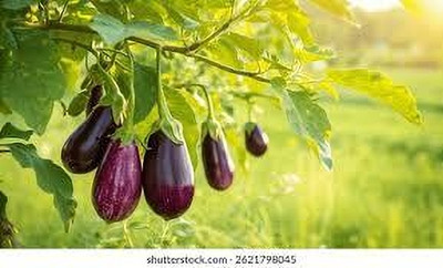 Akshaya Brinjal Seeds Seed(20 per packet)