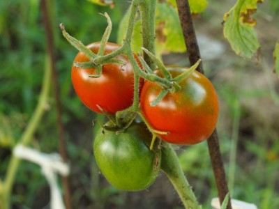 EasySeeds tomato Seed(110 per packet)