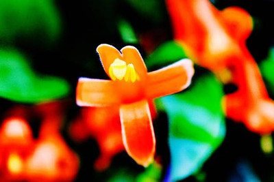 SLS kanakambaram-firecracker-crossandra Seed(37 per packet)