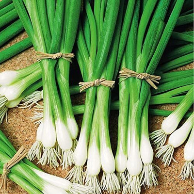 Qualtivate DXL-2AT Welsh Bunching Onion Green Seed(500 per packet)