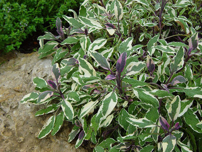 CYBEXIS XL-12 - Tricolor Sage - (150 Seeds) Seed(150 per packet)